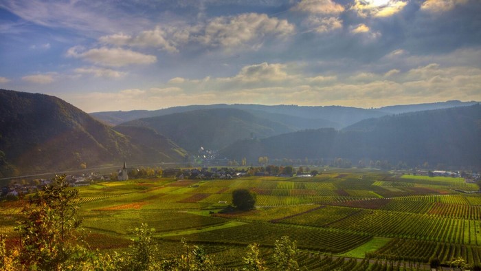 Vineyard landscape in Germany with rolling hills