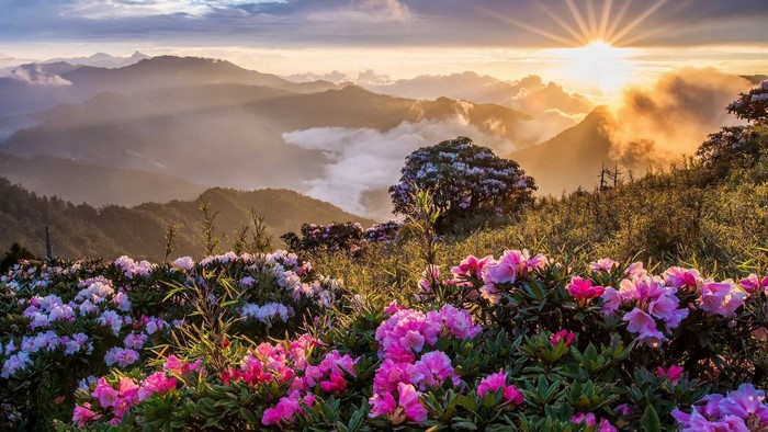 Mountain Sunrise with Blooming Flowers