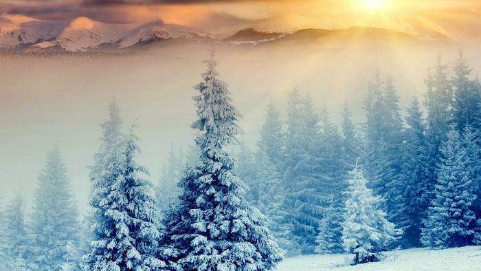 Snowy Pine Forest with Mountains at Sunrise