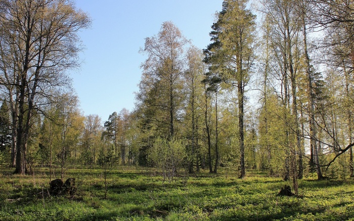 Forest clearing with birch and pine trees