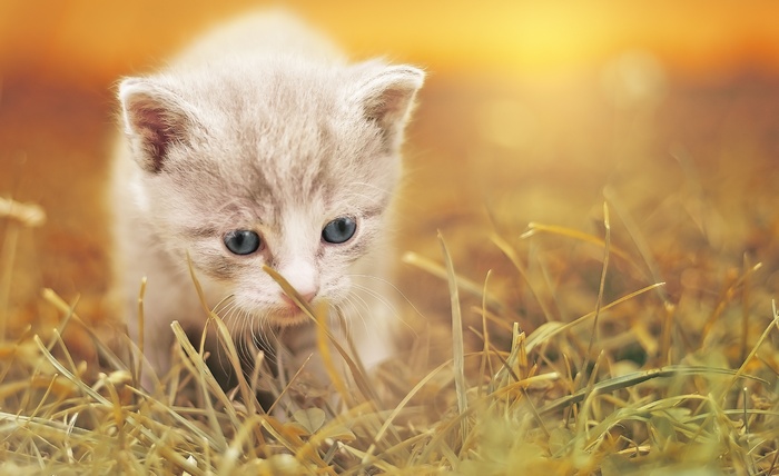 Cute kitten with blue eyes in grass