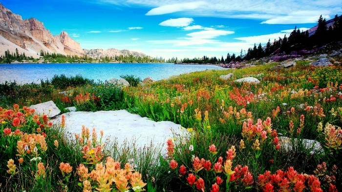 Wildflowers by a Mountain Lake
