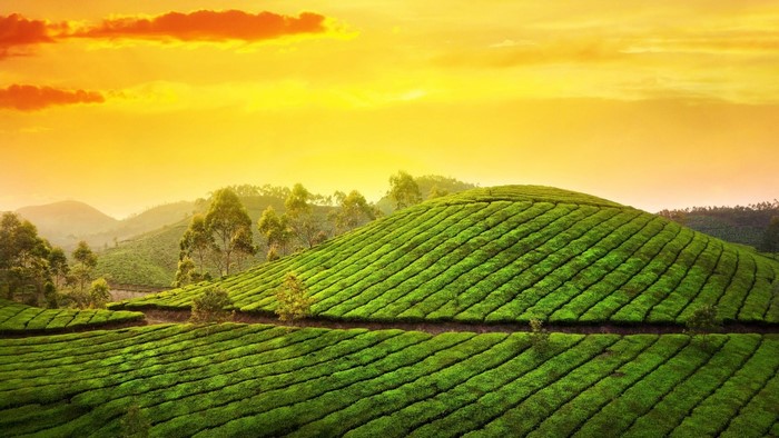 Tea Garden Landscape at Sunset