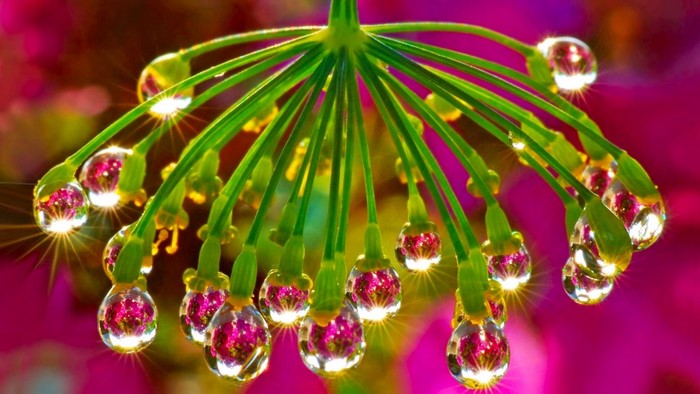 Morning Flower with Dew Drops