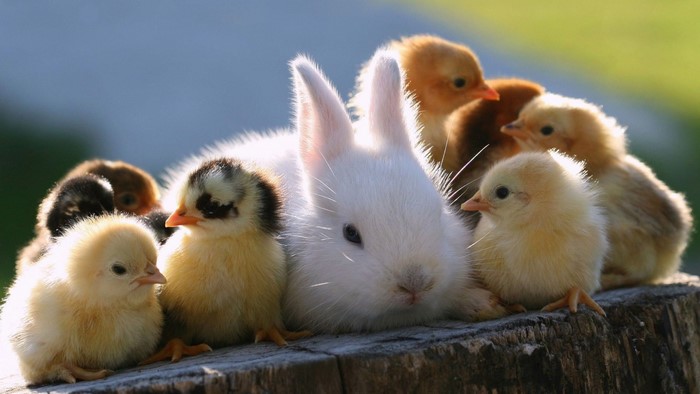 Cute Baby Bunny and Chicks on Wood