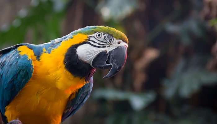 Blue-and-yellow macaw parrot in nature