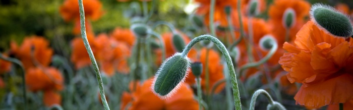 Orange Poppy Flowers Field