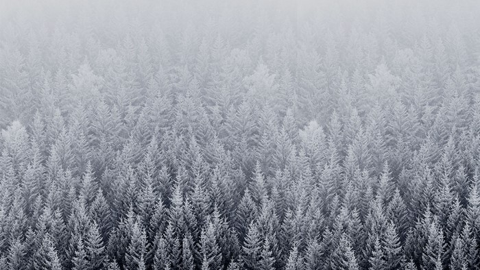 Snow Forest Default Mac