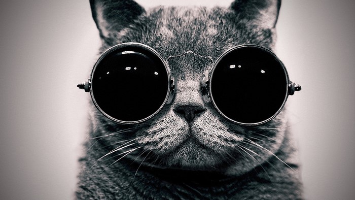 Close-up of a cat wearing round sunglasses