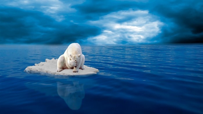 Polar bear on melting ice floe in the ocean