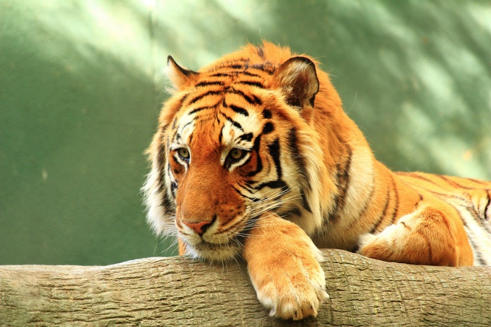 Tiger resting on a log