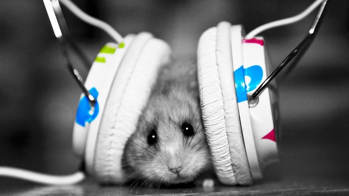 Hamster wearing headphones