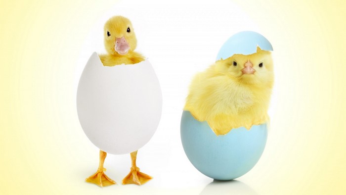 Duckling and chick hatching from eggs
