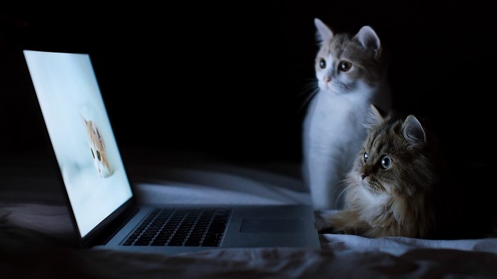 Two cats watching a laptop screen in the dark