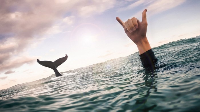 Whale tail and surfer's hand in ocean