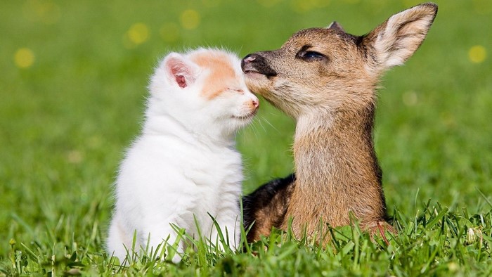 Baby Deer and Kitten in Green Grass