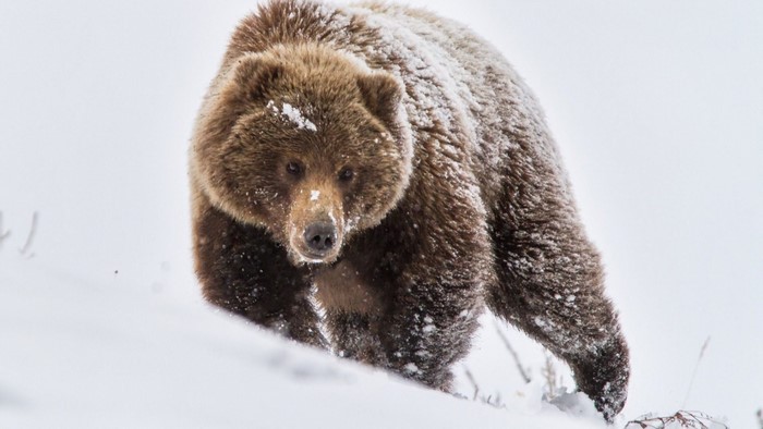 Brown bear walking in the snow
