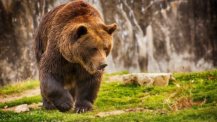 A large brown bear walks on grass