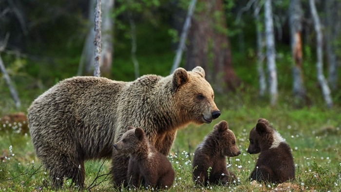 Mama bear with three cubs in a forest