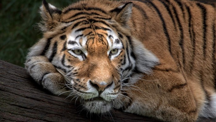 Tiger resting on a log