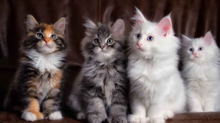 Four Maine Coon Kittens on a Leather Couch