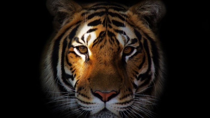 Tiger Face Close-up
