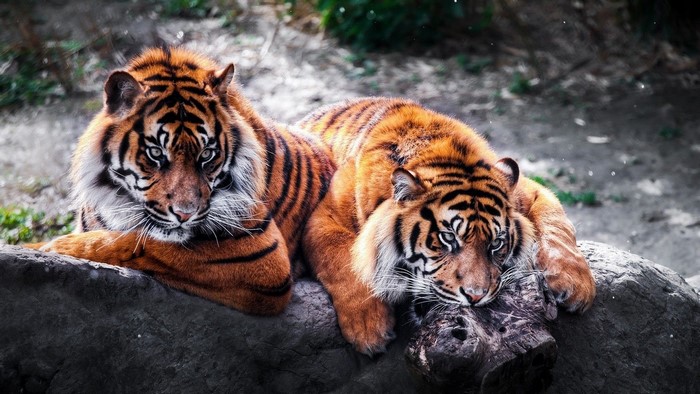 Two Tigers Resting on a Rock