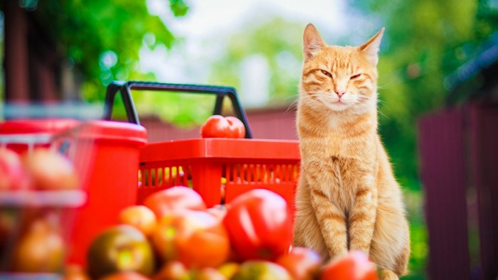 Orange cat sitting near tomatoes and a shopping basket
