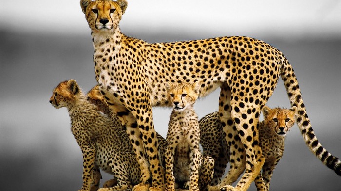 Cheetah mother with four cubs