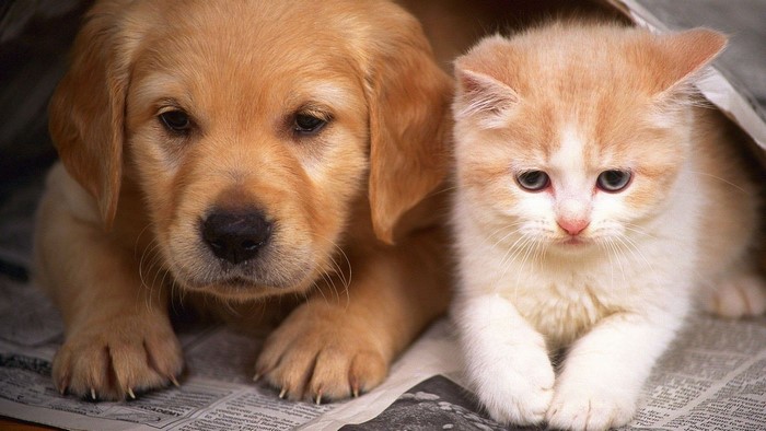 Golden Retriever Puppy and Orange Kitten