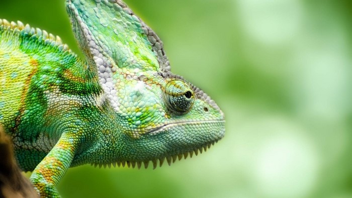 Green Chameleon on a Branch