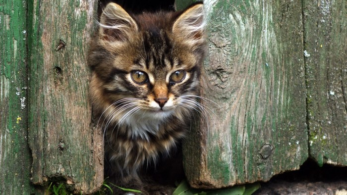 Kitten peeking through a wooden fence