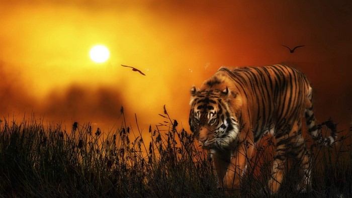 Tiger walking through tall grass at sunset