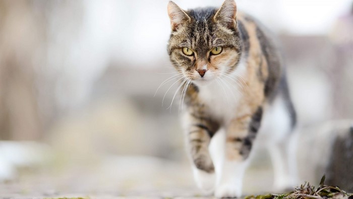 Calico cat walking outdoors