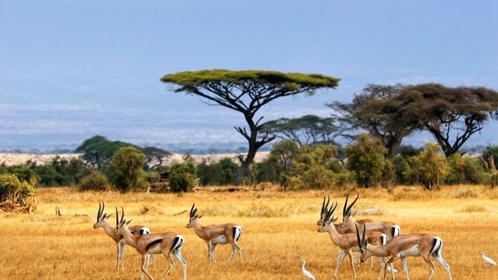 African Landscape with Gazelles and Acacia Trees