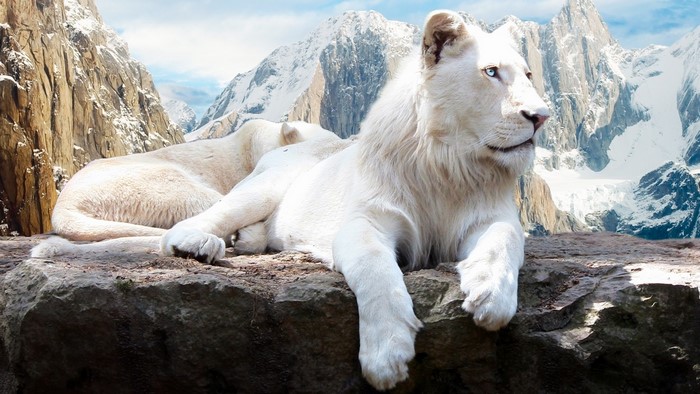 White lions resting on rocks with snowy mountains