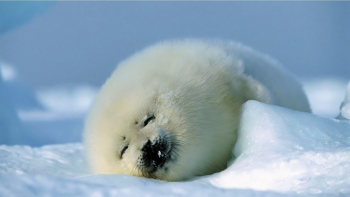 Cute Baby Seal Sleeping on Ice