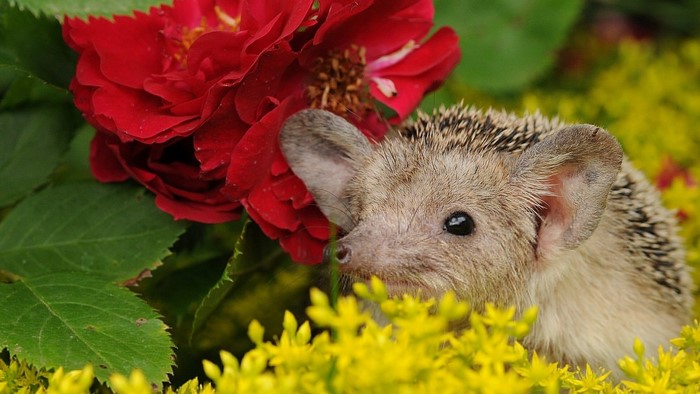 Cute Baby Hedgehog Near Red Rose and Yellow Flowers