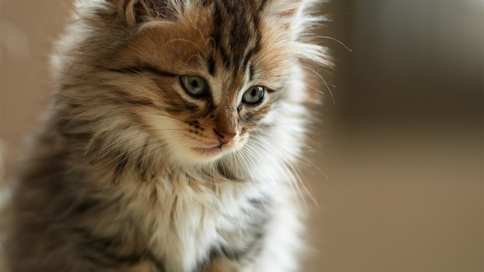 Fluffy tabby kitten with green eyes