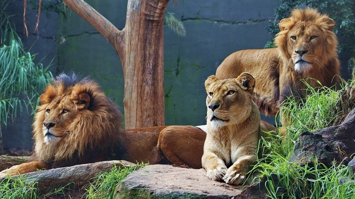 Lions in a jungle habitat