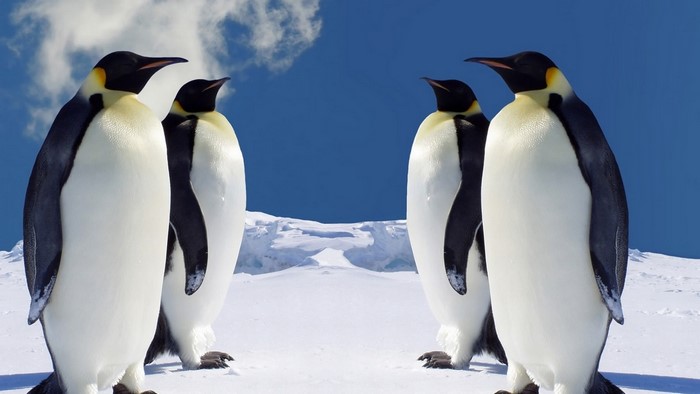 Imperial Penguins on Snowy Landscape