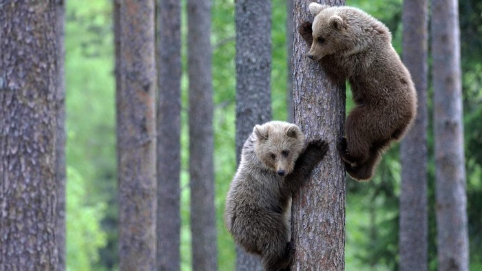 Two bear cubs climbing a tree