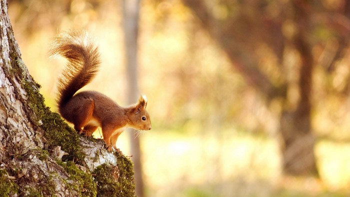Cute Squirrel on a Tree Trunk