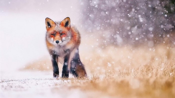 Fox in the snow