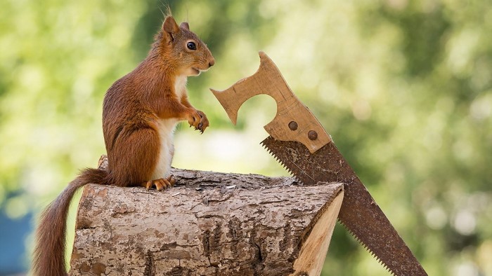 Squirrel and a Saw on a Log