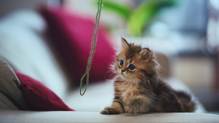 Fluffy Kitten Playing with Green String