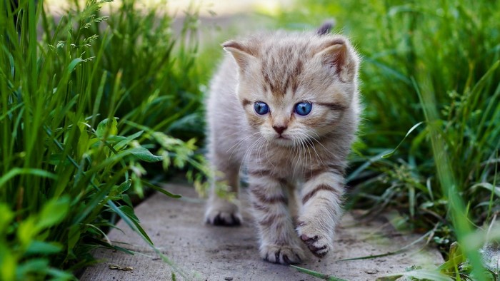 Kitten with blue eyes walking through grass