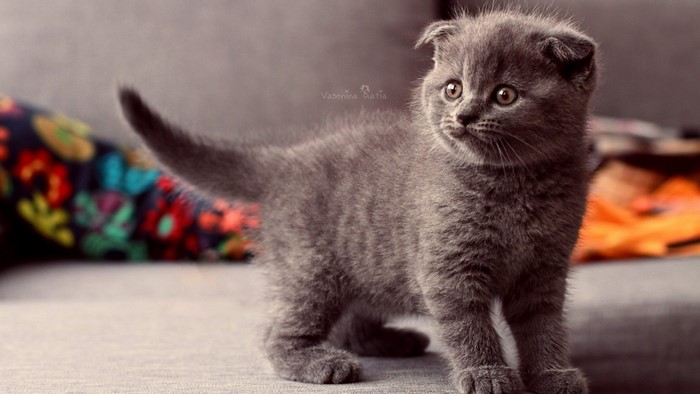 Scottish Fold Kitten on a Couch