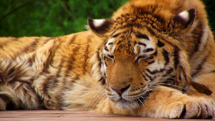 Bengal Tiger Sleeping on Wooden Surface