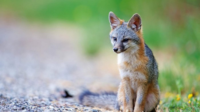 A gray fox sits on a gravel path